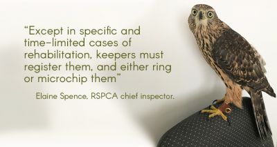 Goshawk rescue prompts ownership warning